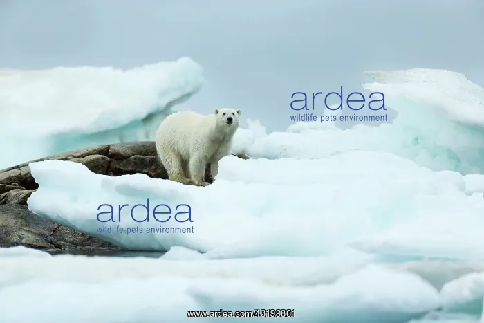 : Polar Bear (Ursus maritimus) standing amid melting : Polar Bear (Ursus maritimus) standing amid melting