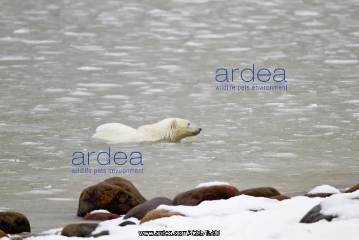 : Polar bear (Ursus maritimus) swimming in : Polar bear (Ursus maritimus) swimming in