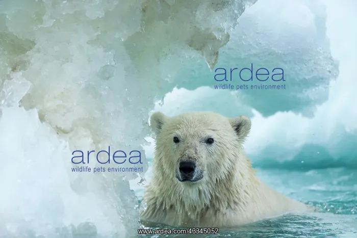 : Polar Bear (Ursus maritimus) swimming through melting : Polar Bear (Ursus maritimus) swimming through melting