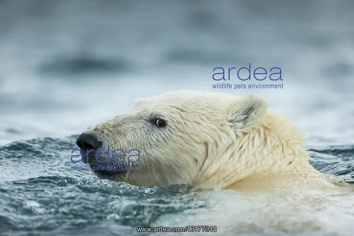 : Polar Bear (Ursus maritimus) swimming near Harbour : Polar Bear (Ursus maritimus) swimming near Harbour