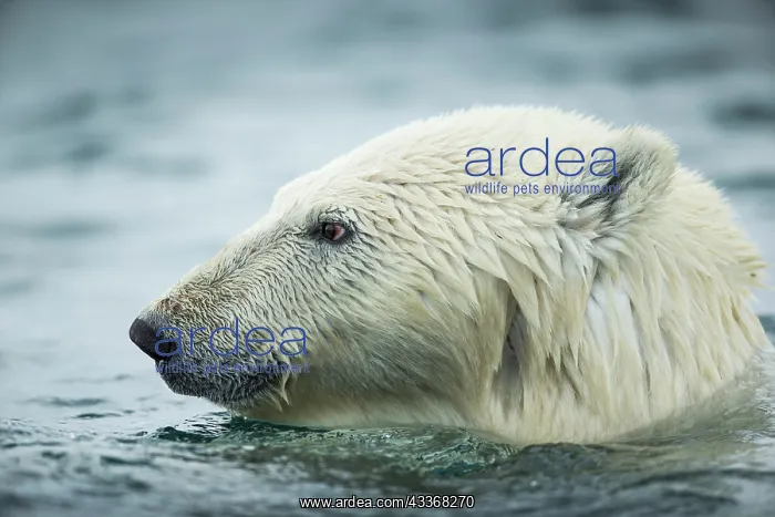 : Polar Bear (Ursus maritimus) swimming near Harbour : Polar Bear (Ursus maritimus) swimming near Harbour