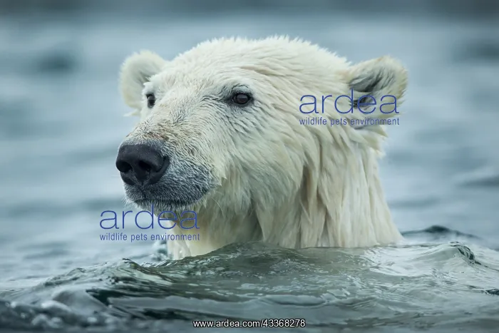 : Polar Bear (Ursus maritimus) swimming near Harbour : Polar Bear (Ursus maritimus) swimming near Harbour
