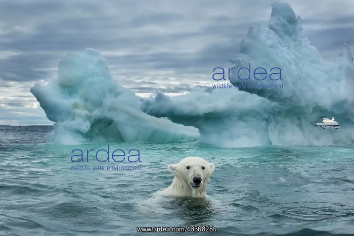 : Polar Bear (Ursus maritimus) swimming near melting : Polar Bear (Ursus maritimus) swimming near melting