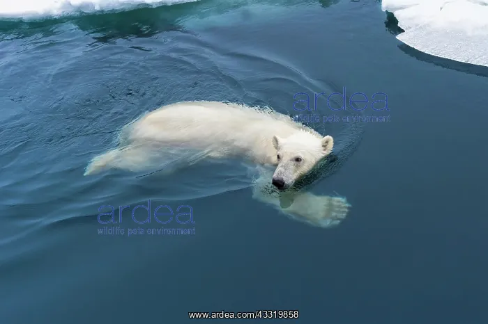 : Polar bear (Ursus maritimus) swimming through pack : Polar bear (Ursus maritimus) swimming through pack