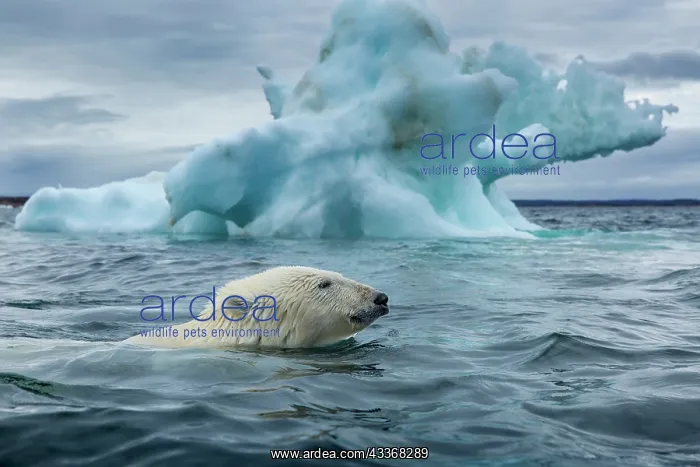 : Polar Bear (Ursus maritimus) swimming past melting : Polar Bear (Ursus maritimus) swimming past melting