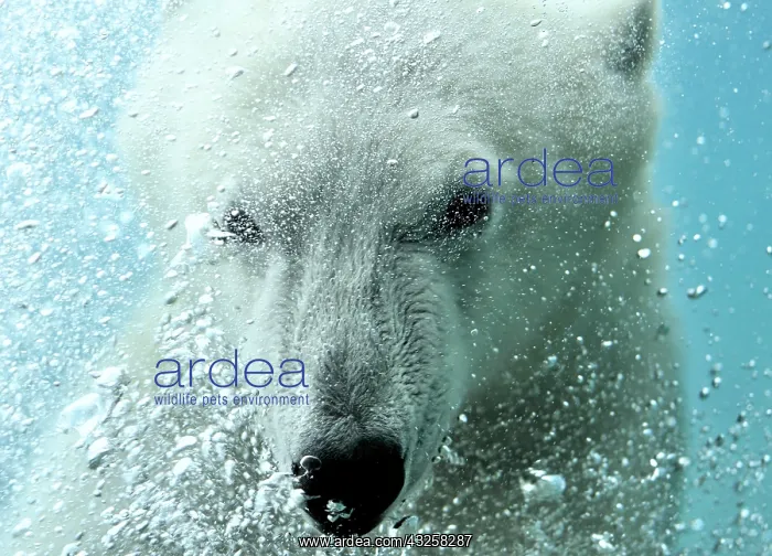 : Polar bear (Ursus maritimus) swimming underwater : Polar bear (Ursus maritimus) swimming underwater