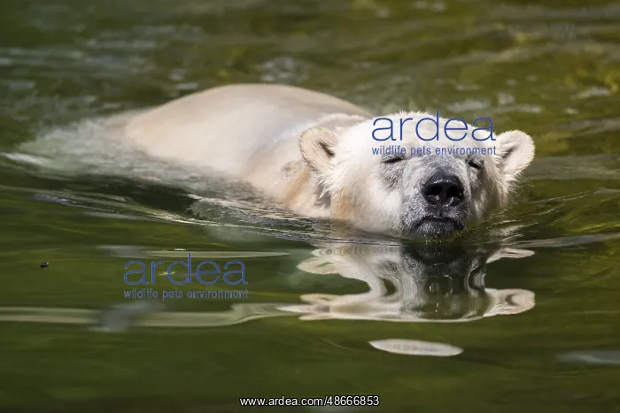 : Polar bear (Ursus maritimus) swimming in the water, captive : Polar bear (Ursus maritimus) swimming in the water, captive