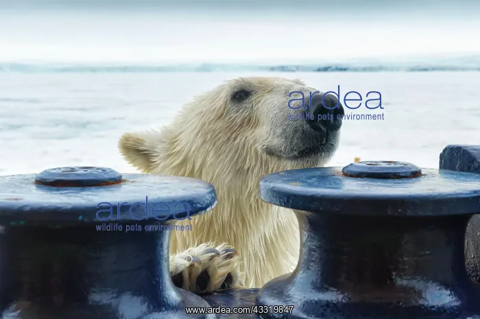: Polar bear (Ursus maritimus) trying to board the : Polar bear (Ursus maritimus) trying to board the