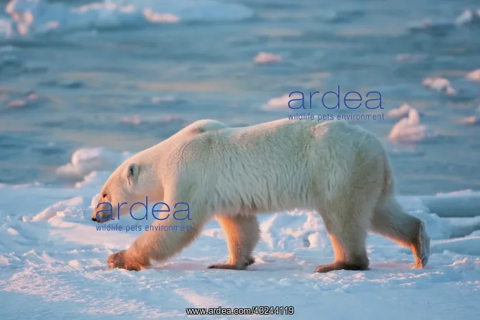 : Polar Bear (Ursus maritimus) walking along : Polar Bear (Ursus maritimus) walking along