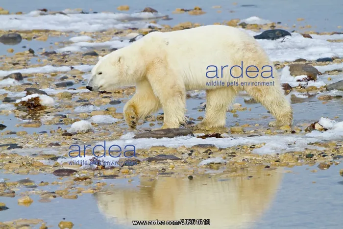 : Polar Bear (Ursus maritimus) walking along : Polar Bear (Ursus maritimus) walking along