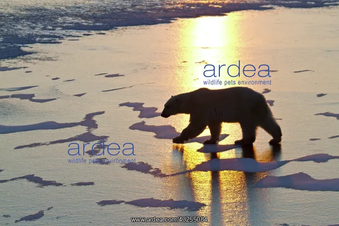 : Polar Bear (Ursus maritimus) walking on : Polar Bear (Ursus maritimus) walking on