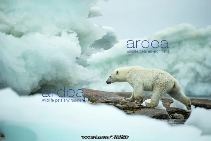 : Polar Bear (Ursus maritimus) walking amid melting : Polar Bear (Ursus maritimus) walking amid melting