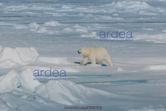 : Polar bear (Ursus maritimus) walking on ice, Spitsbergen : Polar bear (Ursus maritimus) walking on ice, Spitsbergen