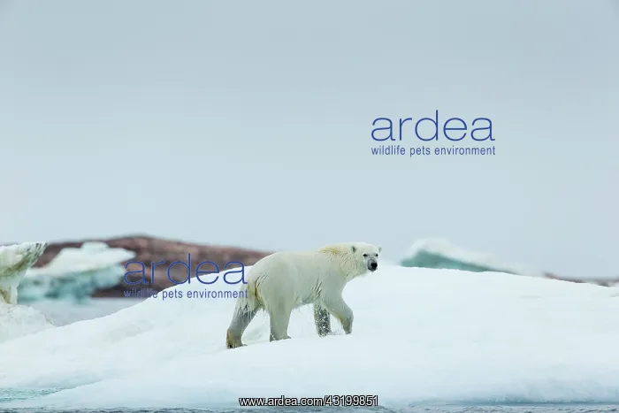 : Polar Bear (Ursus maritimus) walking melting sea : Polar Bear (Ursus maritimus) walking melting sea