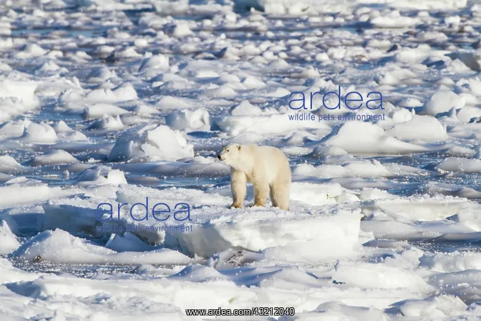 : Polar Bear (Ursus maritimus) walking near : Polar Bear (Ursus maritimus) walking near
