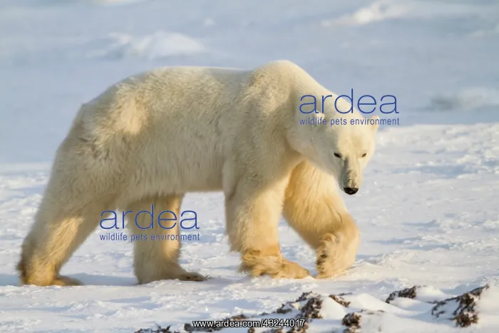 : Polar Bear (Ursus maritimus) walking near : Polar Bear (Ursus maritimus) walking near