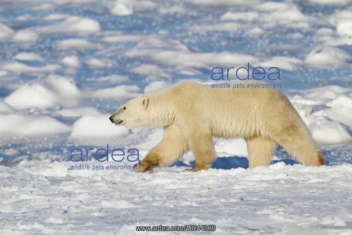 : Polar Bear (Ursus maritimus) walking near : Polar Bear (Ursus maritimus) walking near