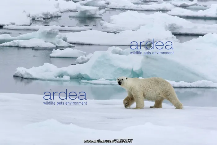 : Polar bear (Ursus maritimus) walking across pack : Polar bear (Ursus maritimus) walking across pack