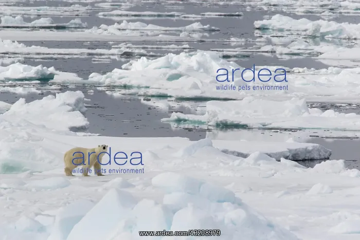 : Polar bear (Ursus maritimus) walking across pack : Polar bear (Ursus maritimus) walking across pack