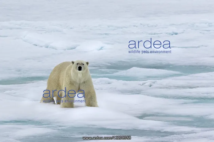 : Polar bear (Ursus maritimus) walking across pack : Polar bear (Ursus maritimus) walking across pack