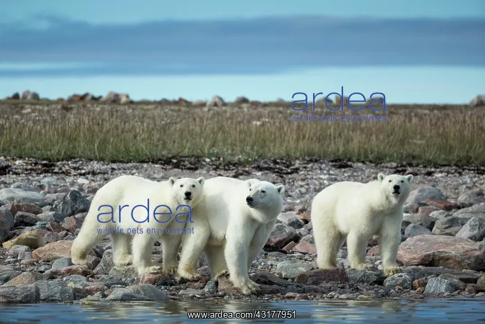 : Polar Bear (Ursus maritimus) walking with second- : Polar Bear (Ursus maritimus) walking with second-