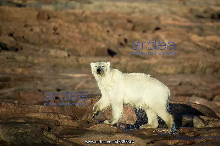 : Polar Bear (Ursus maritimus) walking along shorelines : Polar Bear (Ursus maritimus) walking along shorelines