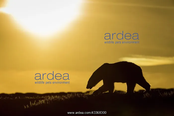 : Polar Bear (Ursus maritimus) walking at sunset in : Polar Bear (Ursus maritimus) walking at sunset in