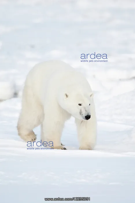 : Polar Bear (Ursus maritimus) in winter in : Polar Bear (Ursus maritimus) in winter in