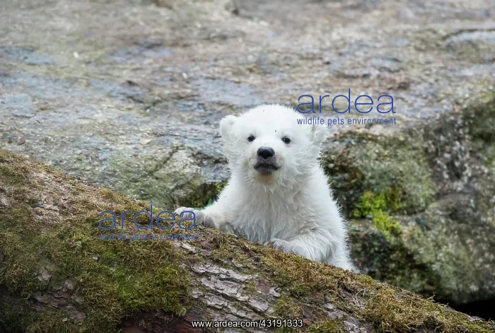 : Polar Bear (Ursus maritimus), young, about 3 months : Polar Bear (Ursus maritimus), young, about 3 months