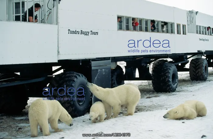 : Polar Bear viewing truck - with Polar Bears : Polar Bear viewing truck - with Polar Bears
