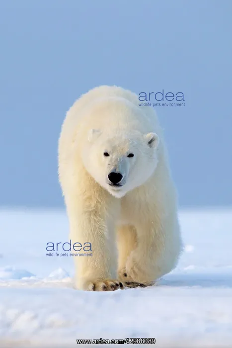 : Polar Bear - walking : Polar Bear - walking
