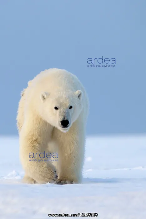 : Polar Bear - walking : Polar Bear - walking