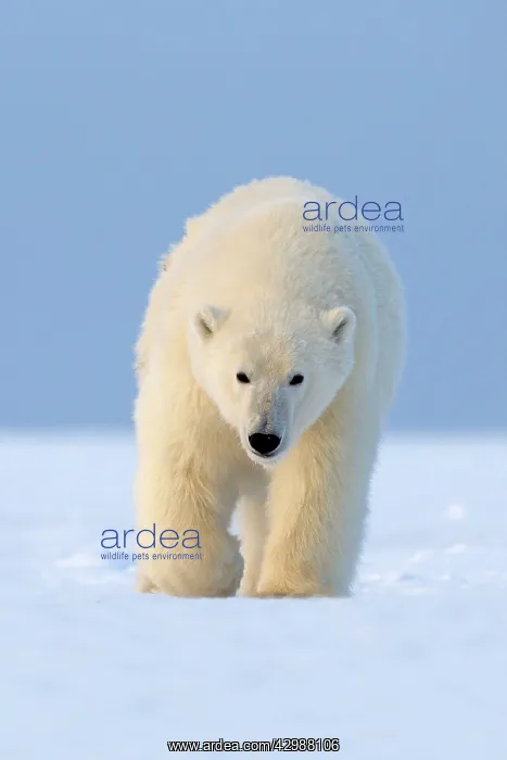 : Polar Bear - walking : Polar Bear - walking