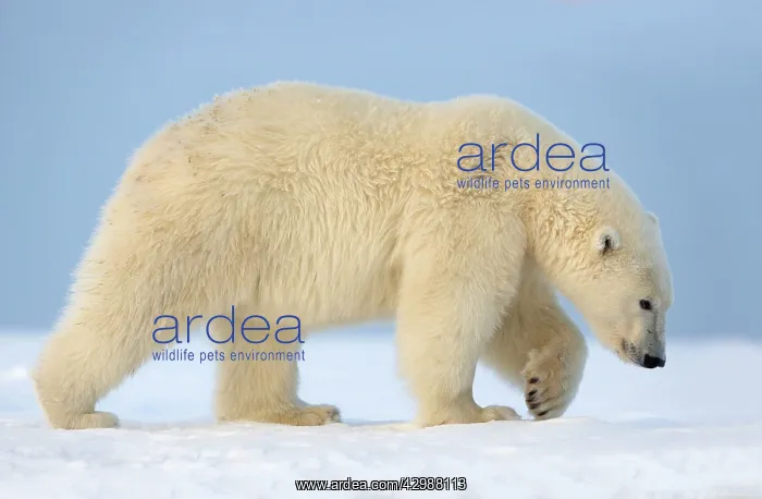 : Polar Bear - walking : Polar Bear - walking