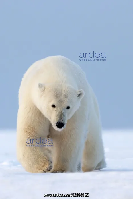 : Polar Bear - walking : Polar Bear - walking