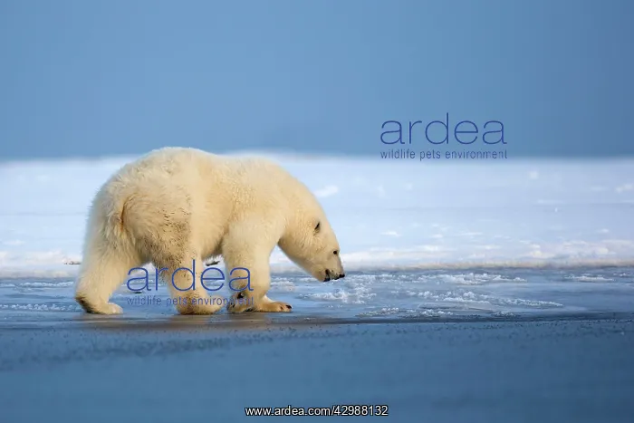 : Polar Bear - walking : Polar Bear - walking