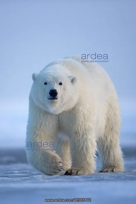 : Polar Bear - walking : Polar Bear - walking