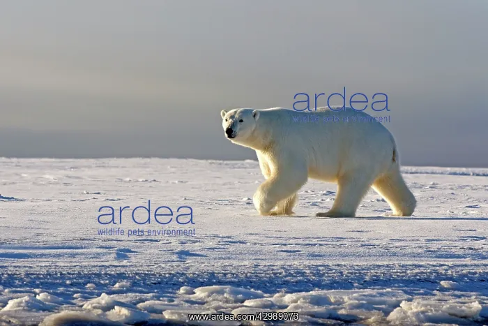  : Polar Bear - walking