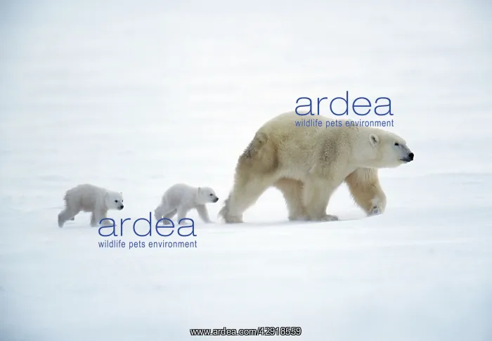 : POLAR BEAR - walking, with two cubs following : POLAR BEAR - walking, with two cubs following