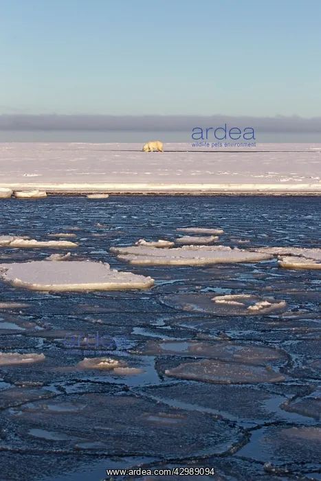 : Polar Bear - walking by frozen ice sea : Polar Bear - walking by frozen ice sea