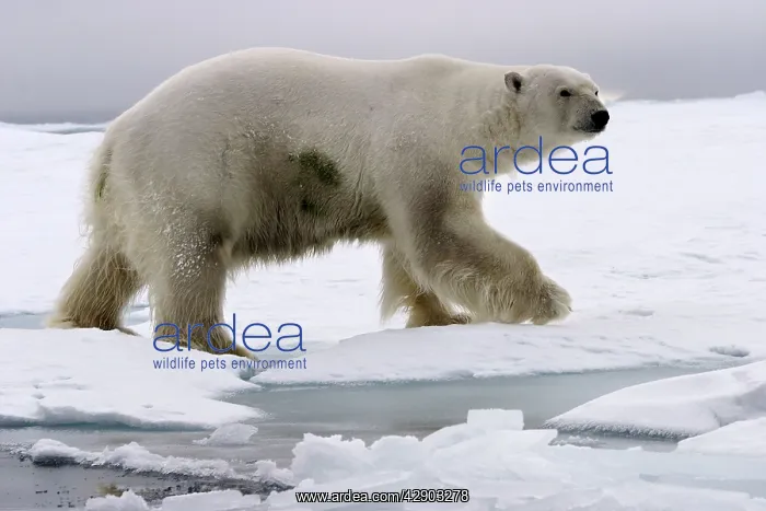 : Polar Bear - walking on ice : Polar Bear - walking on ice