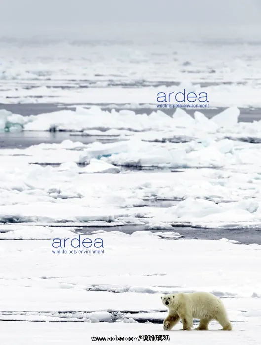  : Polar Bear walking on pack ice