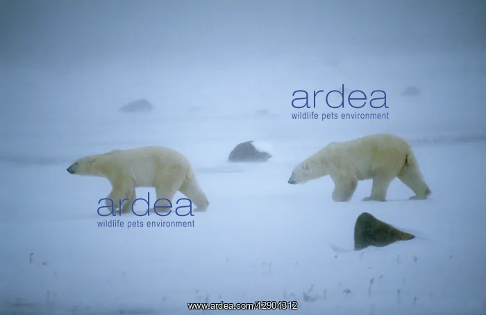 : Polar Bear - two walking across snow : Polar Bear - two walking across snow