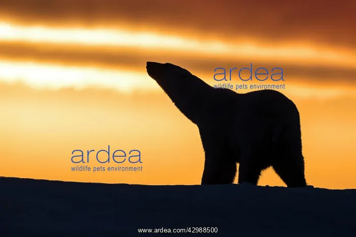: Polar Bear - walking in sunset : Polar Bear - walking in sunset