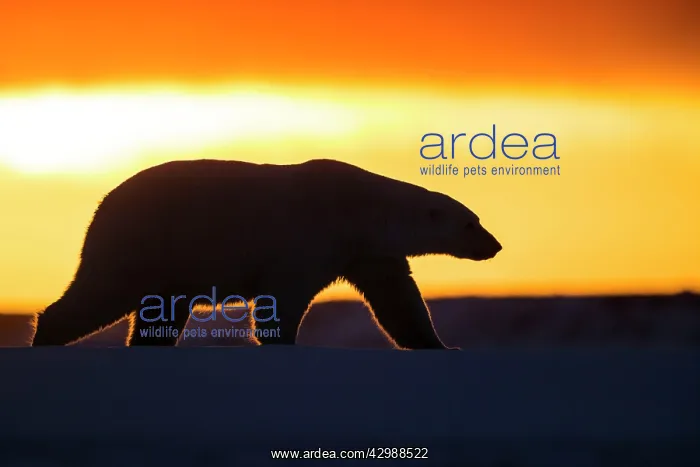 : Polar Bear - Walking in sunset : Polar Bear - Walking in sunset