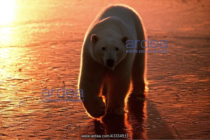 : Polar BEAR - walking at sunset : Polar BEAR - walking at sunset