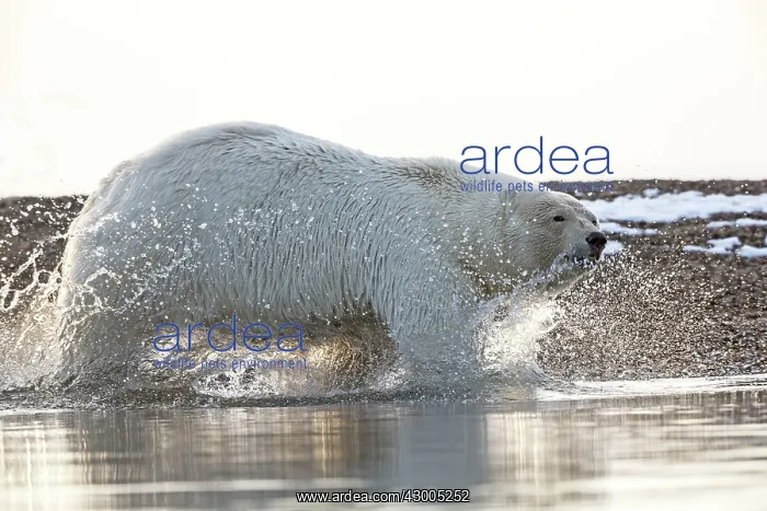 : Polar Bear walking through the water Autumn : Polar Bear walking through the water Autumn