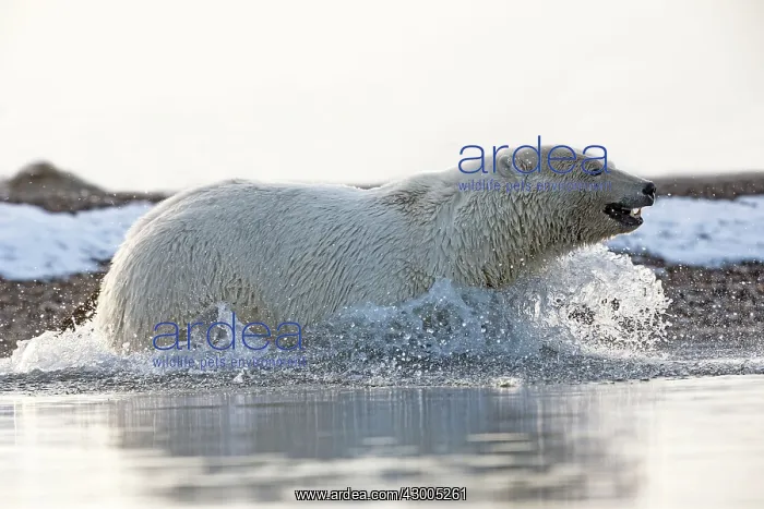 : Polar Bear walking through the water Autumn : Polar Bear walking through the water Autumn