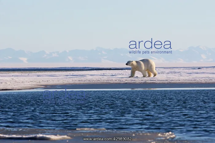 : Polar Bear - walking along waters edge : Polar Bear - walking along waters edge