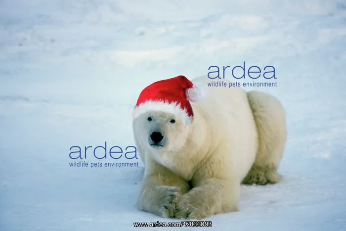 : Polar Bear - wearing Christmas hat : Polar Bear - wearing Christmas hat